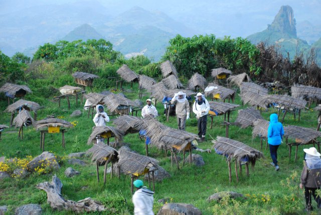 In den Simien Bergen